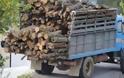 Κέρκυρα-Αλβανοί έκοψαν παράνομα 1,5 τόνο ξύλα από ελαιώνα.