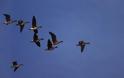 Τα μεταναστευτικά πουλιά «έφεραν» τον ιό του Δυτικού Νείλου