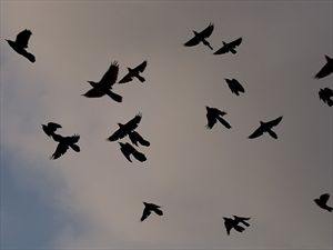 Σχετίζονται τα άγρια πουλιά με τον ιό του Νείλου; - Φωτογραφία 1