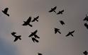 Σχετίζονται τα άγρια πουλιά με τον ιό του Νείλου;