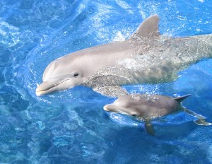 Τα δελφίνια παίζουν με υδάτινα δαχτυλίδια! [Video] - Φωτογραφία 1