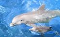 Τα δελφίνια παίζουν με υδάτινα δαχτυλίδια! [Video]