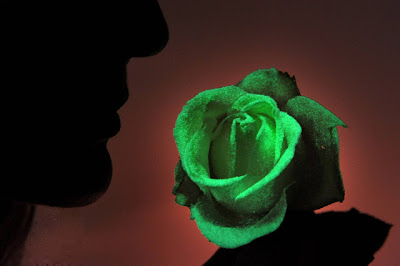 Τριαντάφυλλα φωσφορίζουν στο σκοτάδι - Φωτογραφία 2