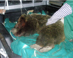 11 νεκρές αρκούδες στην Εγνατία Οδό μέσα στο 2012! - Φωτογραφία 1