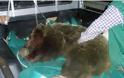 11 νεκρές αρκούδες στην Εγνατία Οδό μέσα στο 2012!
