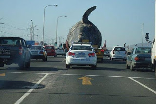 Απίστευτο θέαμα: Μεταφορά νεκρής φάλαινας στους δρόμους της πόλης! - Φωτογραφία 1