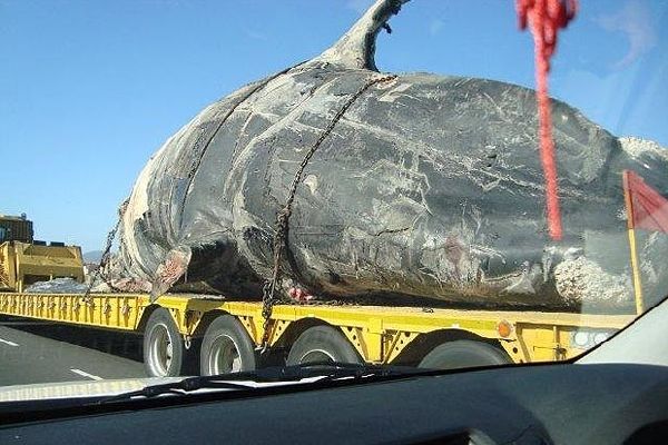 Απίστευτο θέαμα: Μεταφορά νεκρής φάλαινας στους δρόμους της πόλης! - Φωτογραφία 3