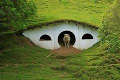 Το xωριό των Hobbit καταλήφθηκε από πρόβατα;