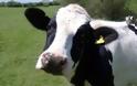 Πως μπορούν οι αγελάδες να παράγουν περισσότερο γάλα;