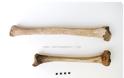 Ανακαλύφθηκε ο αρχαιότερος πλήρης σκελετός 