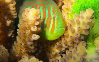 Παράξενο ψάρι σε ρόλο… σωματοφύλακα κοραλλιών! - Φωτογραφία 1