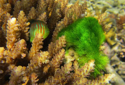 Παράξενο ψάρι σε ρόλο… σωματοφύλακα κοραλλιών! - Φωτογραφία 2
