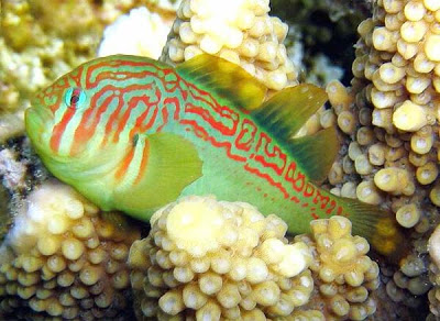 Παράξενο ψάρι σε ρόλο… σωματοφύλακα κοραλλιών! - Φωτογραφία 3