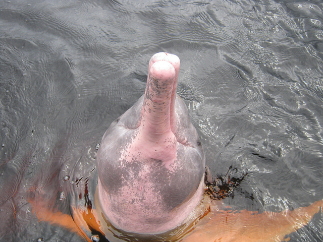 Ροζ δελφίνια - Φωτογραφία 4