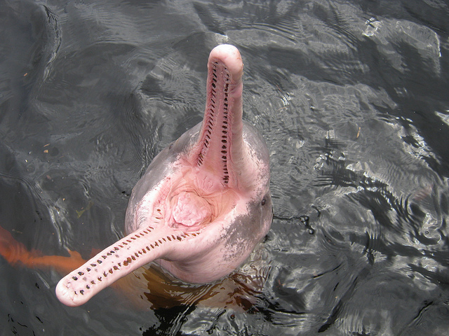 Ροζ δελφίνια - Φωτογραφία 8
