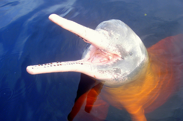 Ροζ δελφίνια - Φωτογραφία 9