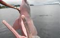 Ροζ δελφίνια