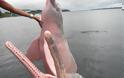 Ροζ δελφίνια - Φωτογραφία 2