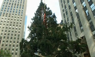 Στήθηκε το χριστουγεννιάτικο δέντρο της Νέας Υόρκης [video] - Φωτογραφία 1