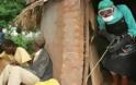Νέο «χτύπημα» του Έμπολα με δύο νεκρούς στην Ουγκάντα