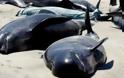 Νέα Ζηλανδία: Εντοπίστηκαν 11 νεκρές φάλαινες