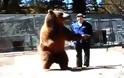 Παραλίγο να αποβεί μοιραία η εκπαίδευση αρκούδας [Video]