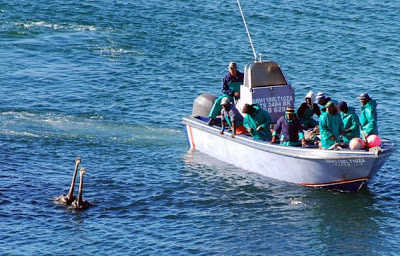 Οι στρουθοκάμηλοι πήγαν για μπάνιο - Φωτογραφία 2