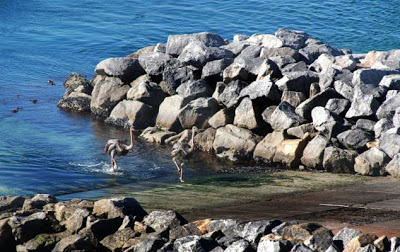 Οι στρουθοκάμηλοι πήγαν για μπάνιο - Φωτογραφία 3