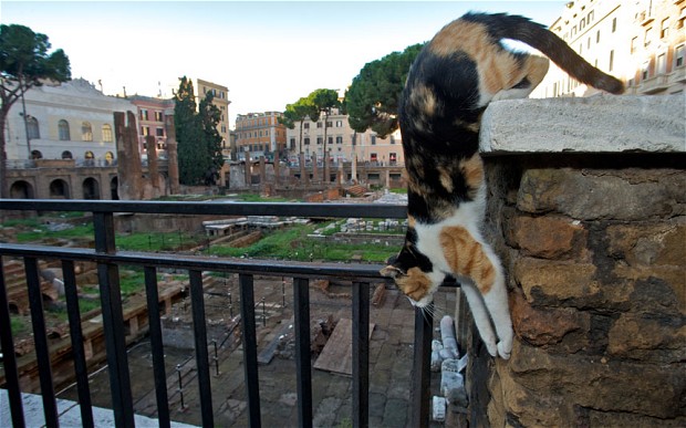Πόλεμος για τις γάτες της Ρώμης - Φωτογραφία 1