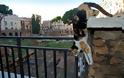 Πόλεμος για τις γάτες της Ρώμης