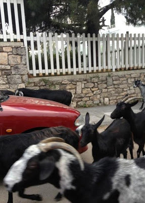 Κατσίκες περικύκλωσαν το αυτοκίνητο της Τσαπανίδου! - Φωτογραφία 2