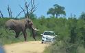 Ελέφαντας τα έβαλε με τουρίστες - Φωτογραφία 3