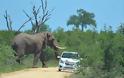 Ελέφαντας τα έβαλε με τουρίστες - Φωτογραφία 4