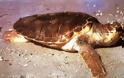 Χελώνα καρέτα-καρέτα ξεβράστηκε νεκρή στο Κατάκολο