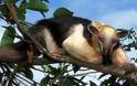 Απειλούμενα ζώα κλωνοποιούν Βραζιλιάνοι επιστήμονες