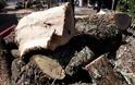 Συνελήφθη στο Αγρίνιο επειδή έκοβε παράνομα ξύλα
