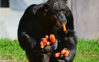 Ο άπληστος χιμπατζής (Φωτο) - Φωτογραφία 1