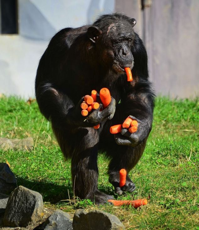 Ο άπληστος χιμπατζής (Φωτο) - Φωτογραφία 2