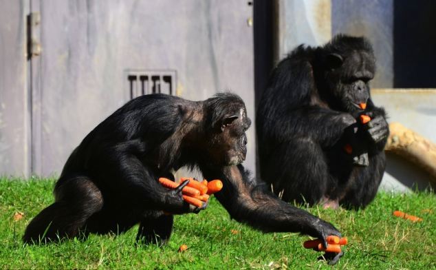 Ο άπληστος χιμπατζής (Φωτο) - Φωτογραφία 3