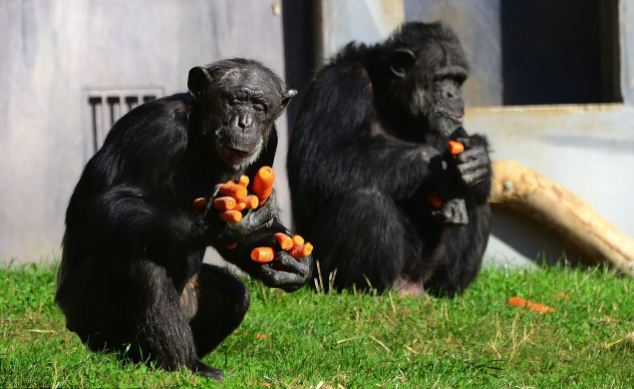 Ο άπληστος χιμπατζής (Φωτο) - Φωτογραφία 4