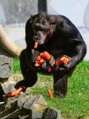 Ο άπληστος χιμπατζής (Φωτο) - Φωτογραφία 5