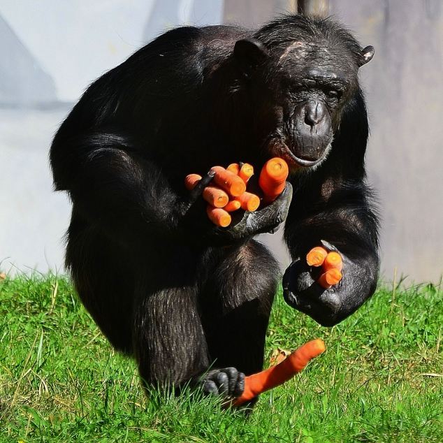 Ο άπληστος χιμπατζής (Φωτο) - Φωτογραφία 7