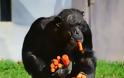 Ο άπληστος χιμπατζής (Φωτο) - Φωτογραφία 2