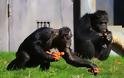 Ο άπληστος χιμπατζής (Φωτο) - Φωτογραφία 3