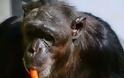 Ο άπληστος χιμπατζής (Φωτο) - Φωτογραφία 6