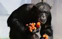 Ο άπληστος χιμπατζής (Φωτο) - Φωτογραφία 7