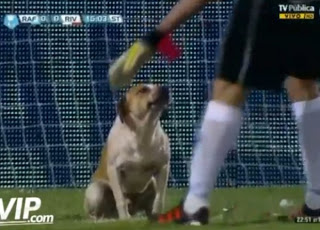 Σκύλος εισβολέας σε ματς της Αργεντινής - Φωτογραφία 1