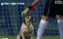 Σκύλος εισβολέας σε ματς της Αργεντινής