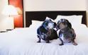 Υπερπολυτελές ξενοδοχείο «ηδονής»… αποκλειστικά για σκύλους! - Φωτογραφία 2