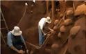 VIDEO: Το Σινικό Τείχος των… μυρμηγκιών!